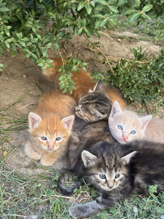 Отдам котят даром ,в хороип руки
