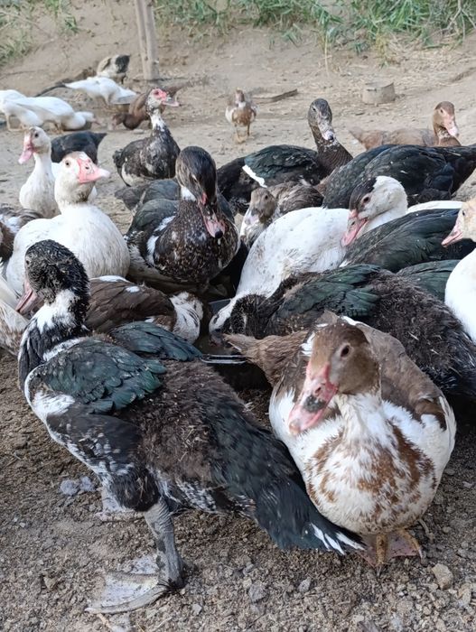 Үйрек сатылады бағасы 5К