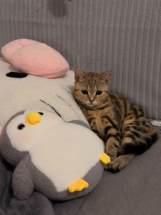 котенок британец
