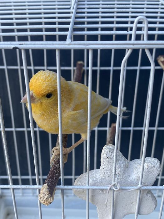 Продам канарейку
