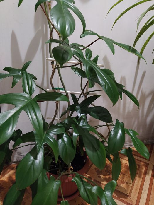 Филодендрон Флорида на опоре