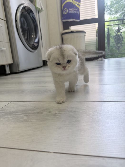 Шотланский Скоттиш Фолд! Шиншилла Серебро!