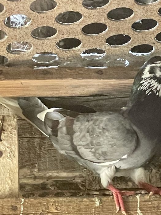 doi porumbei tipler vândut doar încă mai am porumbei de vânzare