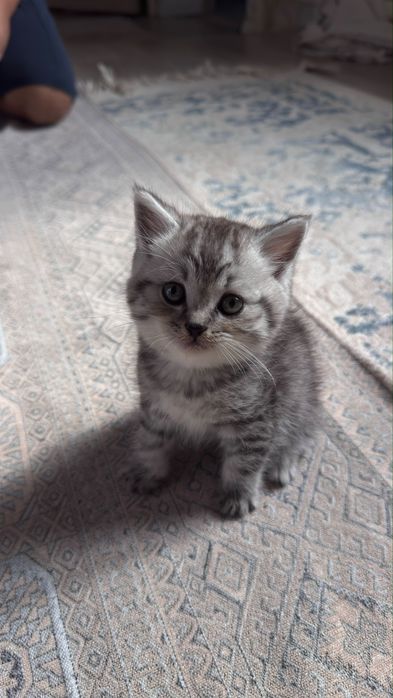 Шотландский веслоухий котёнок