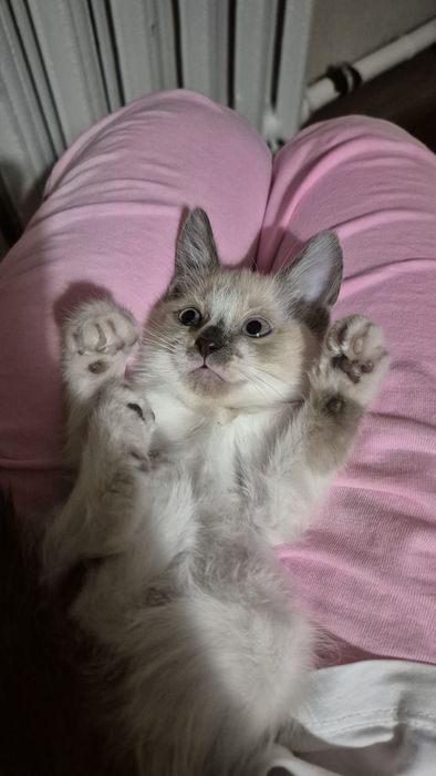 Отдаю котёнка в добрые руки!