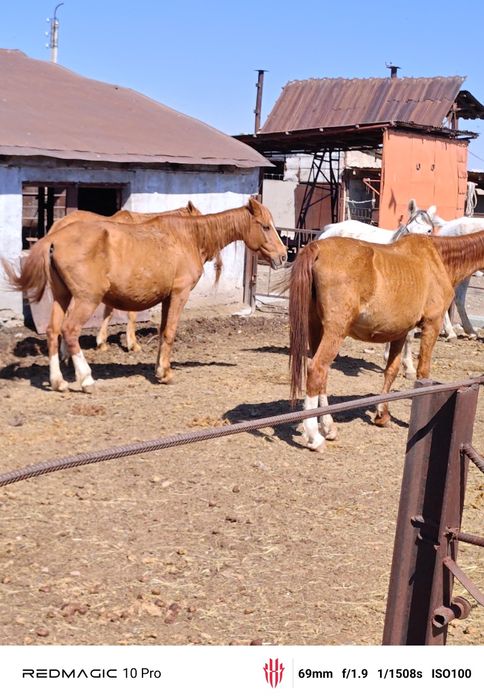 Лошадь бие жылкы