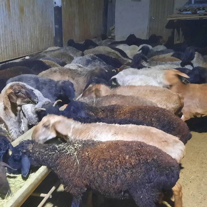 май семиз кой токты тусак кошкар