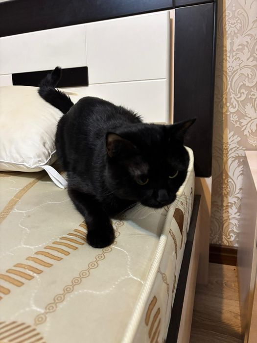 Бесплатно кот ( тегін )