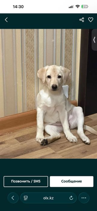 Лабрадор, девочка