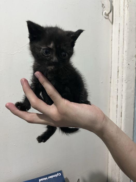 Шотландский вислоухи 6 шт