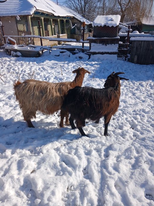 Vând 2 Capre romanesti