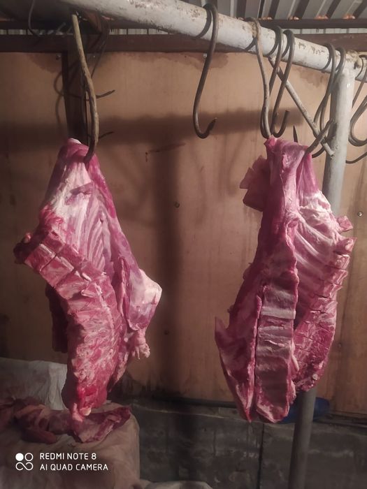 Продам мясо Баранина на сирне молодняк