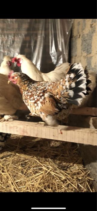 Японскийлер сатылады