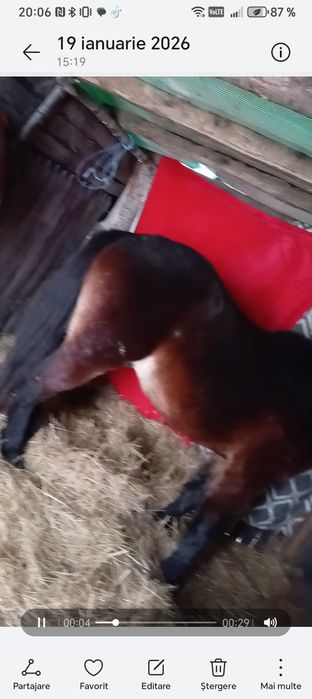 Am un cârlan armăsar frumos semigreu