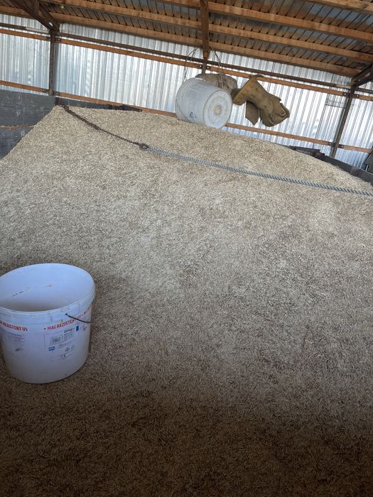 Vand ovaz recolta 2025