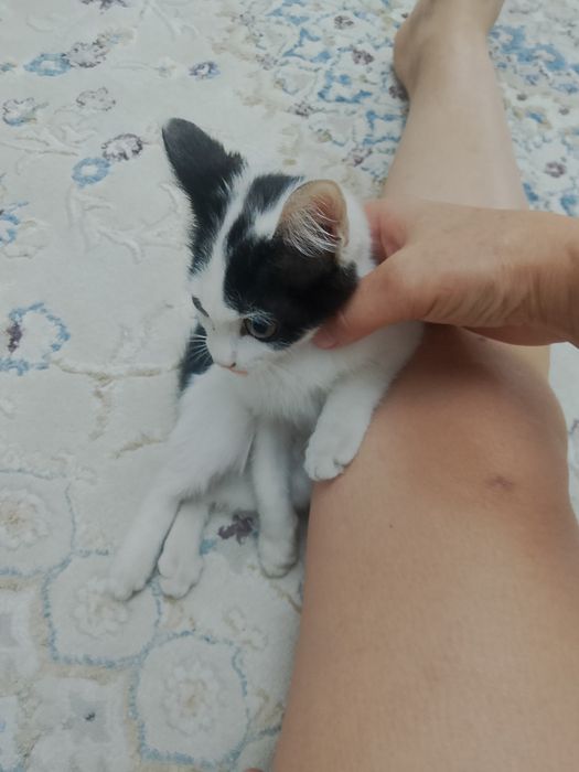 отдам котика мальчик