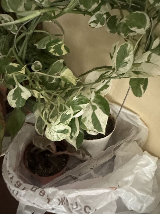 Үй гүлдері сатылады