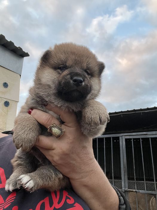 Щенки японской сибы