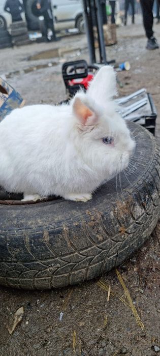 Vând iepuri cap de lei