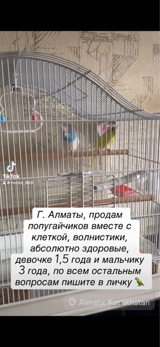 Продам пару волнистиков