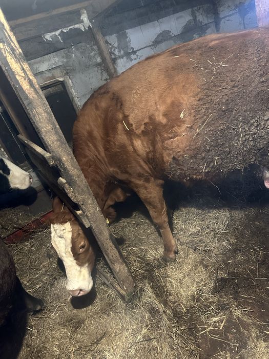 Vand vaca metis Afăta