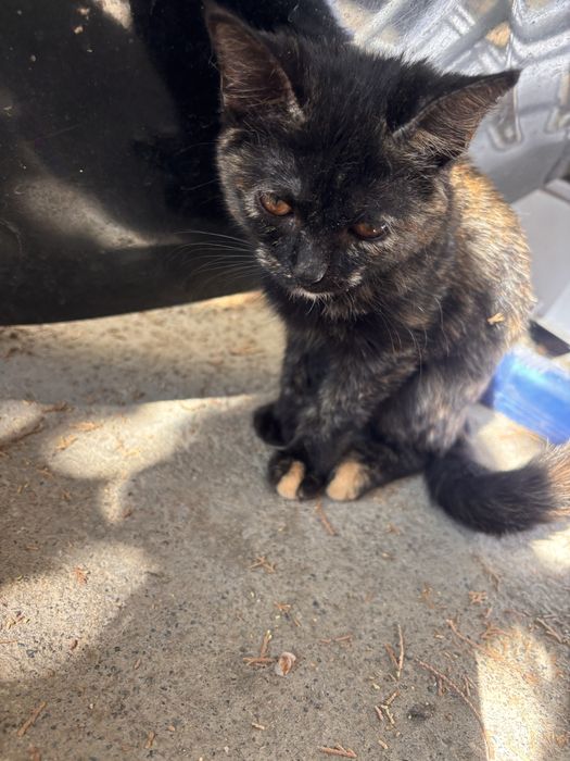 Отдам бесплатно котенка девочку