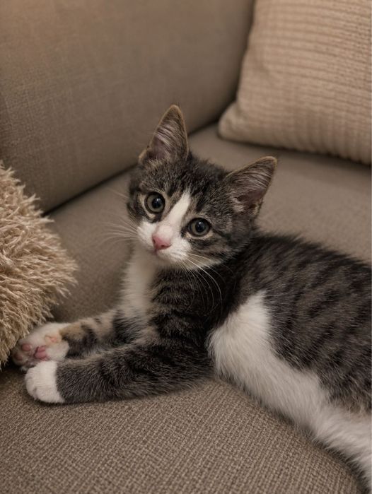 Котята 2 месяца.
