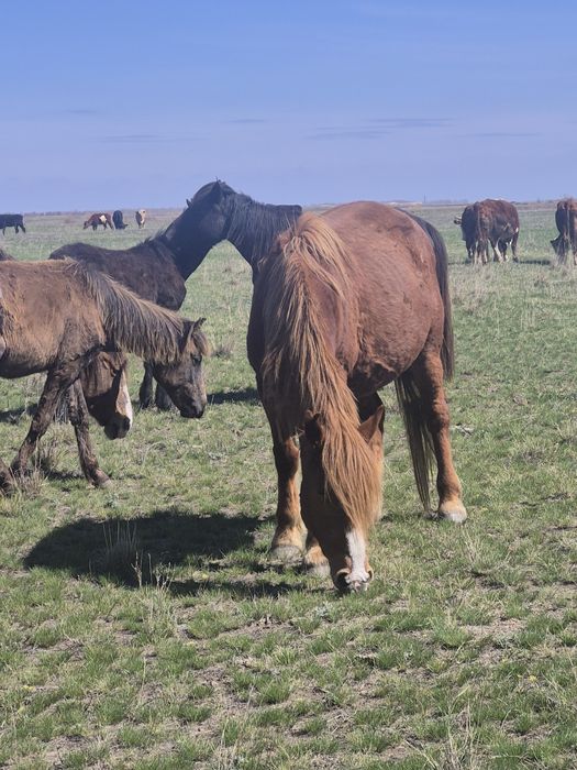 Екі бие сатылады