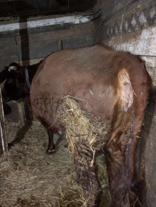 Продам корову стельную