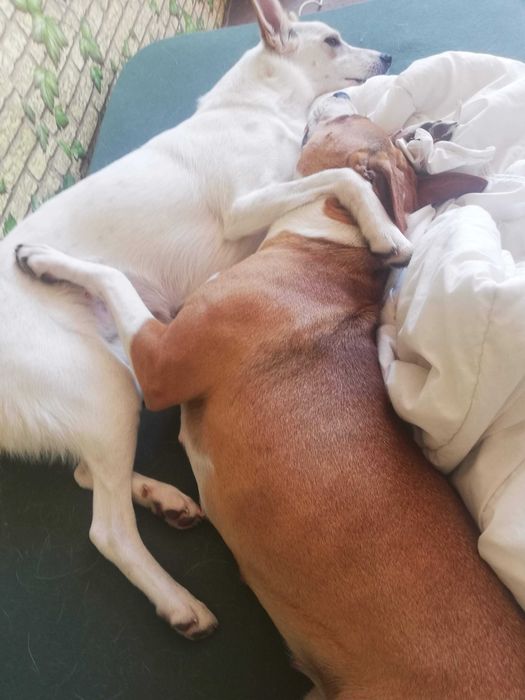 Кученце порода ЛЮБОВ