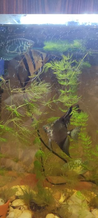 Продам аквариум 40 л со всем содержимым