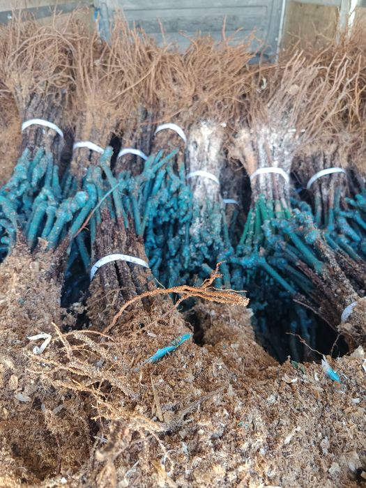 Лозов посадъчен материал