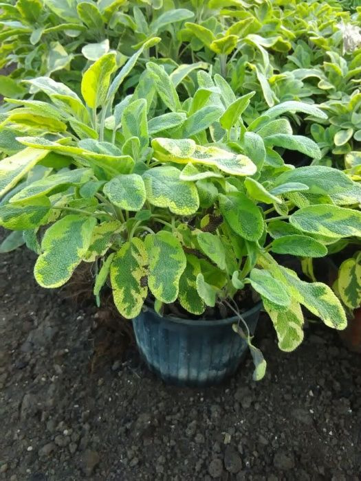 Декоративни храсти, растения, озеленяване