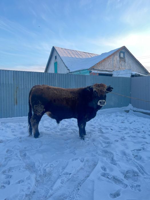 Продаю бычок бык 2.5 года бұқа бука