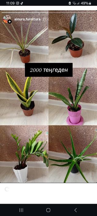 Гүлдер комнатные растения