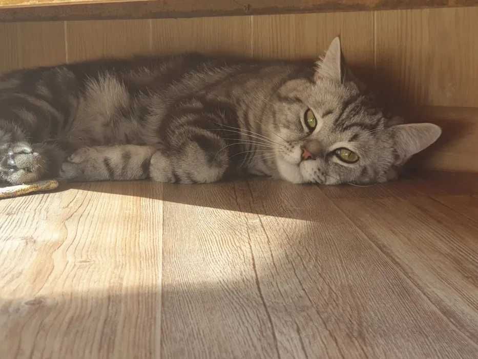 Котик британец 1 год