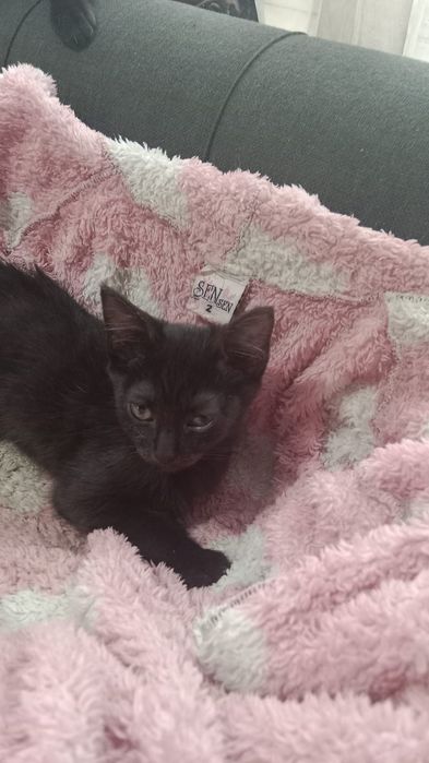 Полупородистые КотЯта