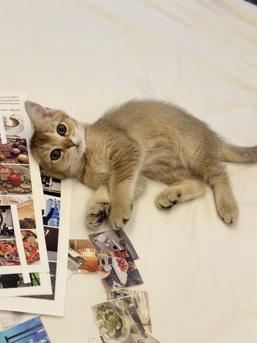 Котенок шиншилла