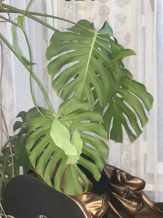 Цветок комнатный Монстера