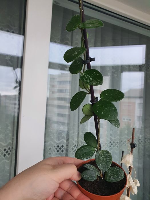 Hoya mathilde, floarea de ceara