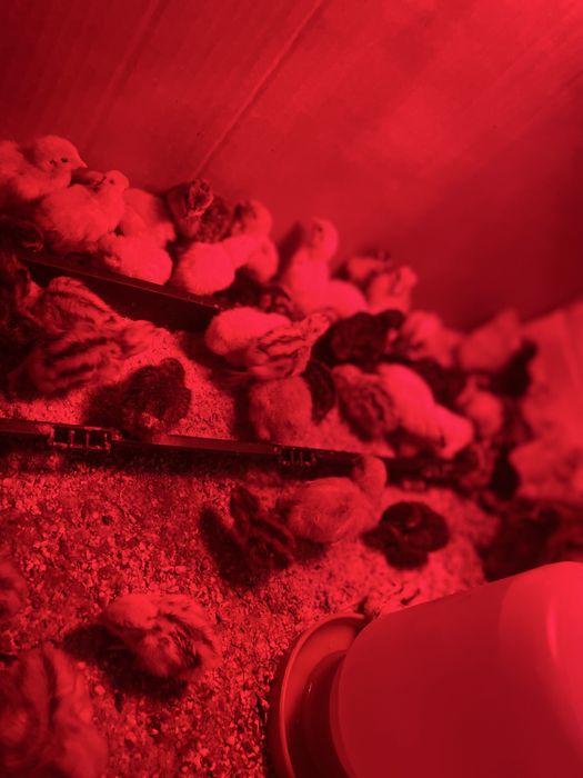 Vand pui de prepelita varsta 5-6zile