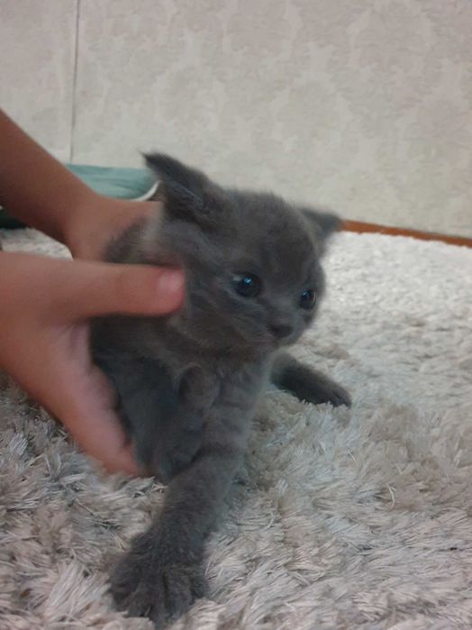Кошечки Шотланцы