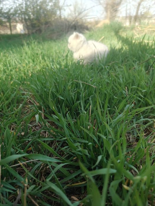 Котята Шиншиллы Серебро