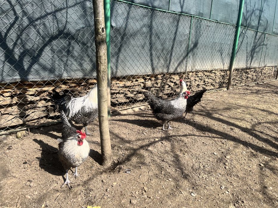 Oua pentru incubat Combatant indian Braekel Barnevelder