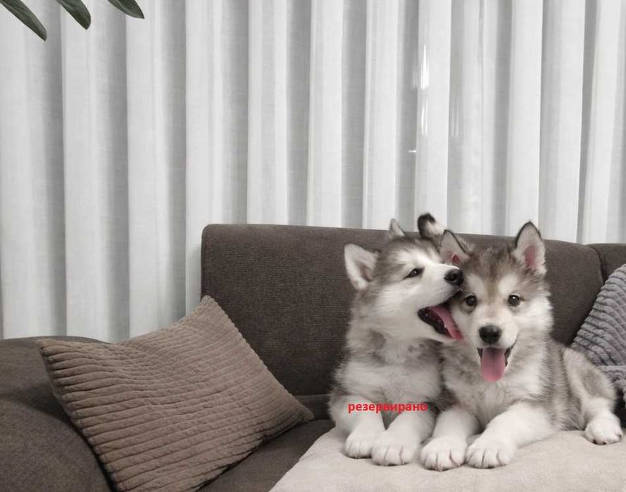 Прекрасен малък Аляски маламут търси своето любящо семейство