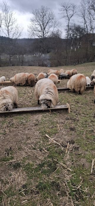 Vand oi,miei si doi berbeci