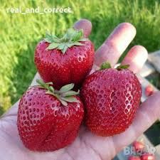 Предлагам Целогодишен расад ягуде и малини