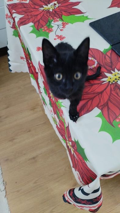 Отдам в хорошие руки котенка