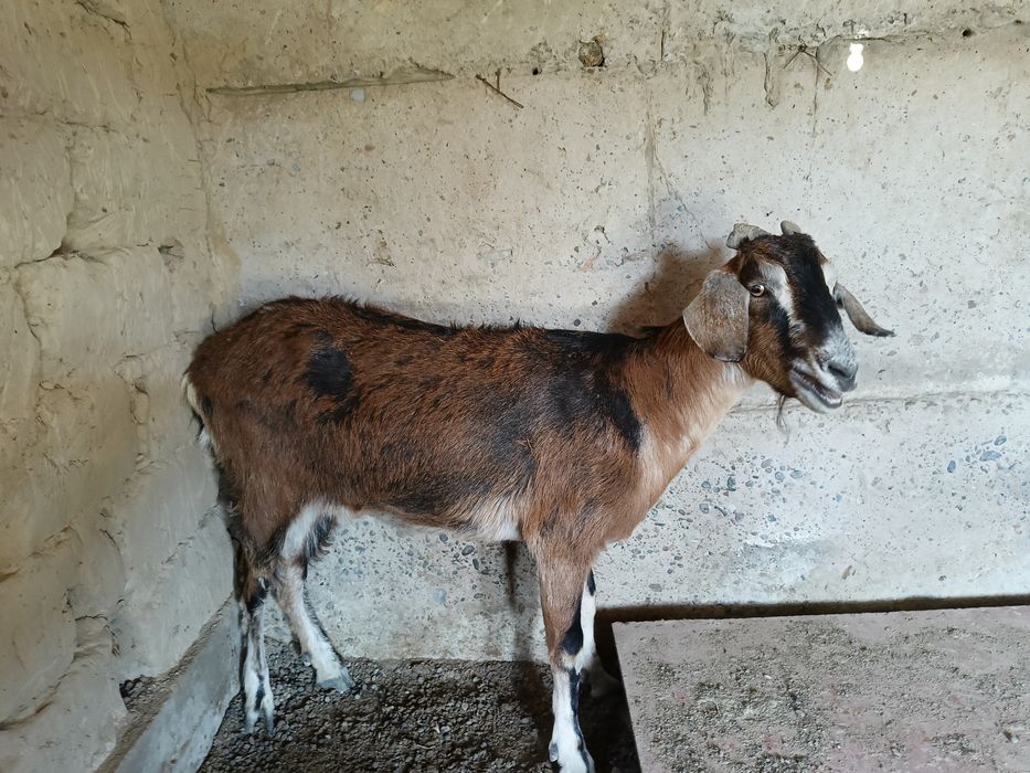 Англо нубинский ешкі