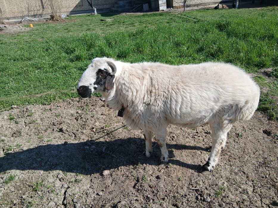 Soĝlom qòchqor sotiladi